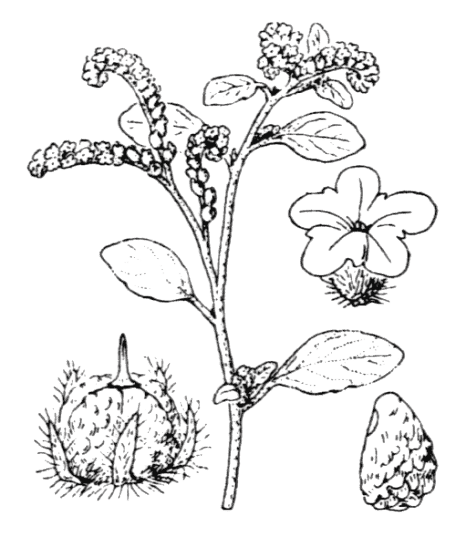 Flore de Coste - Heliotropium europaeum Flore de Coste - Heliotropium europaeum