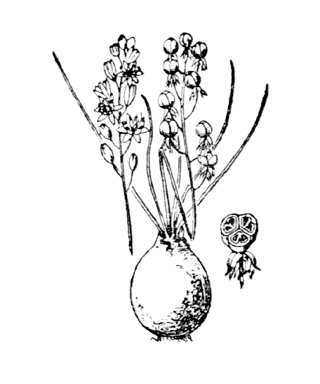 Flore de Coste - Prospero automnale