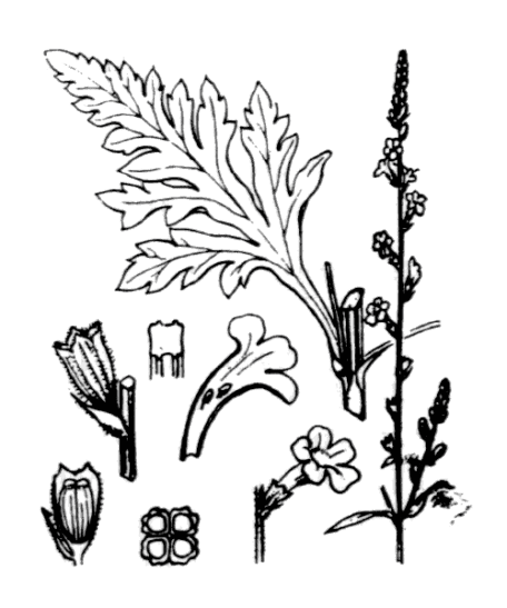 Flore de Coste - Verbena officinalis Flore de Coste - Verbena officinalis