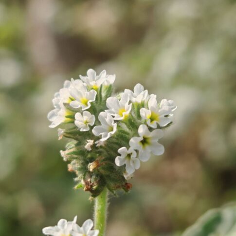 Heliotropium europaeum - Cyme scorpioïde