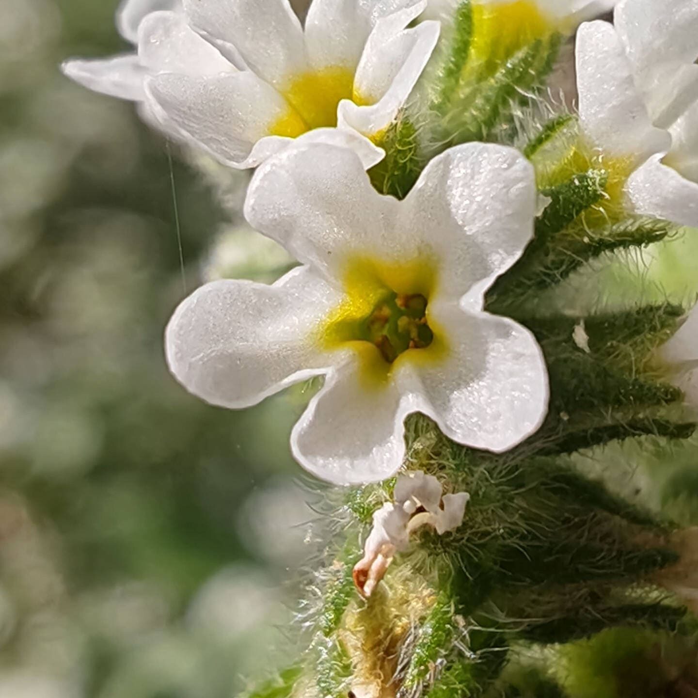 Heliotropium europaeum - Fleur