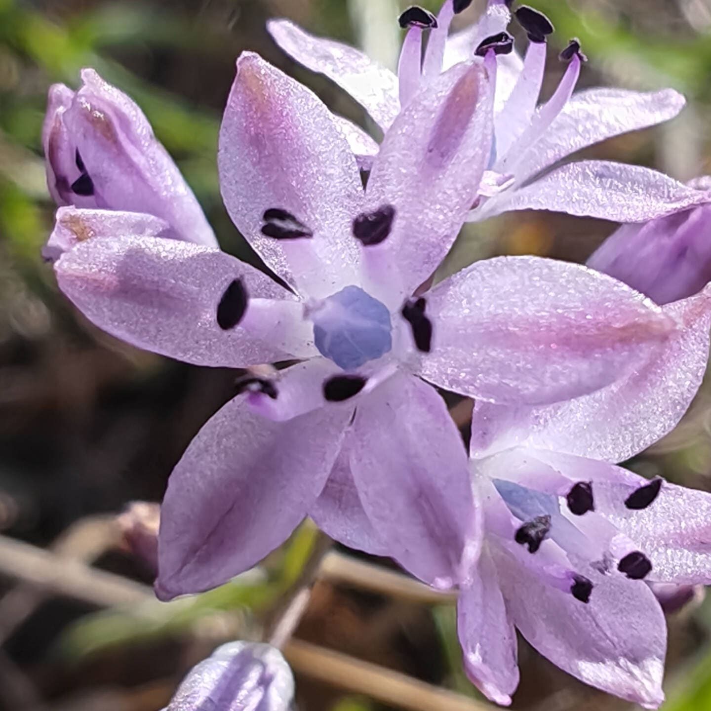Scille d'automne - Fleur