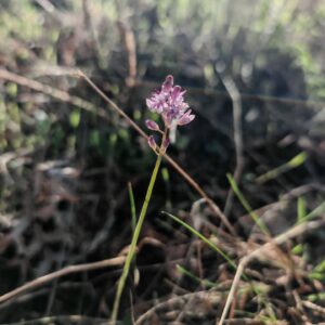 Scille d'automne - Tige
