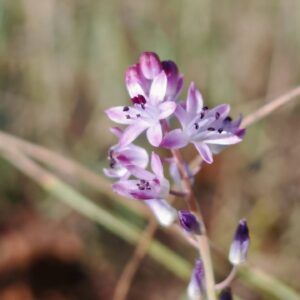 Scille d'automne - Grappe de fleurs