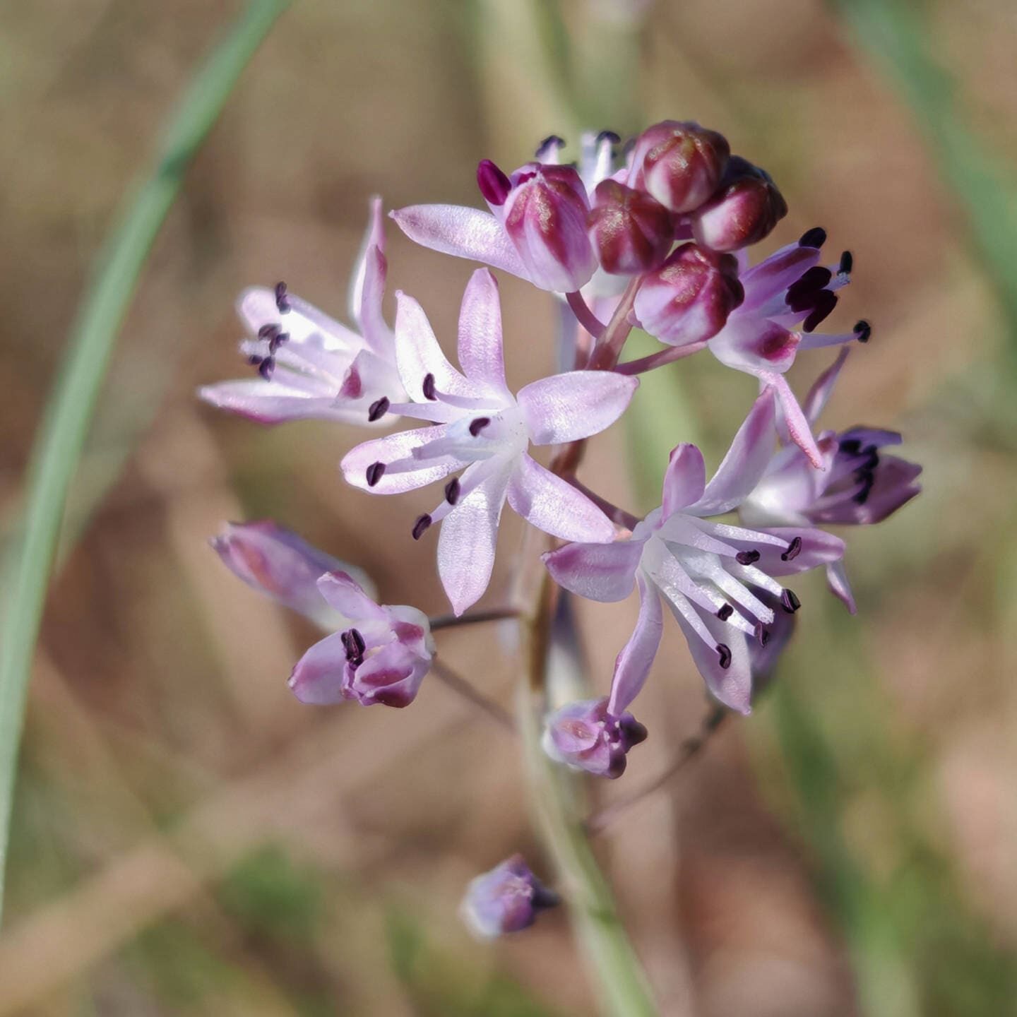 Scille d'automne - Fleurs