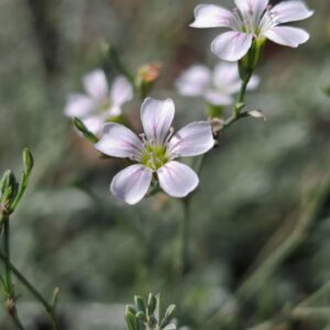 Tunique saxifrage - Cyme fleurie