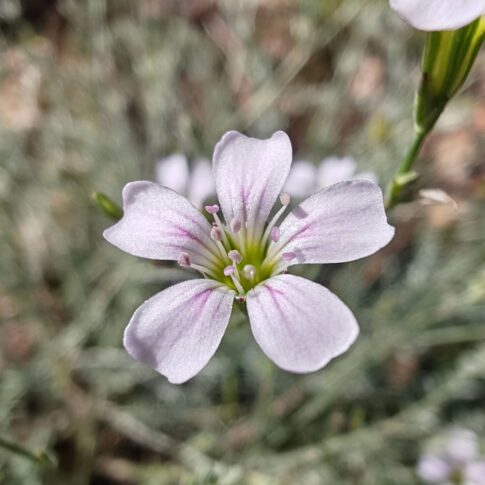Tunique saxifrage - Fleur