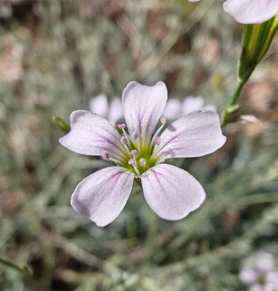 Tunique saxifrage