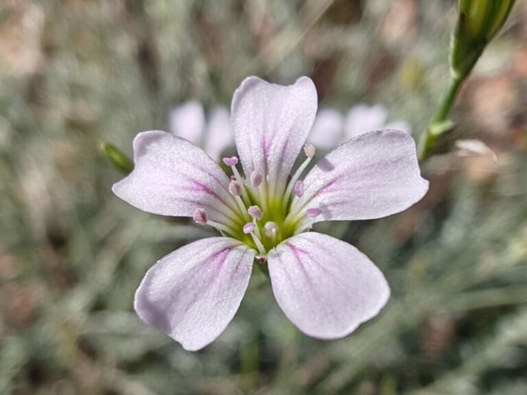 Tunique saxifrage