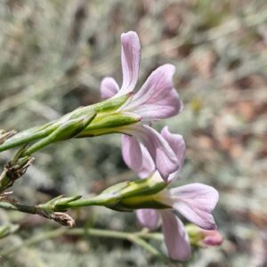 Tunique saxifrage - Calice