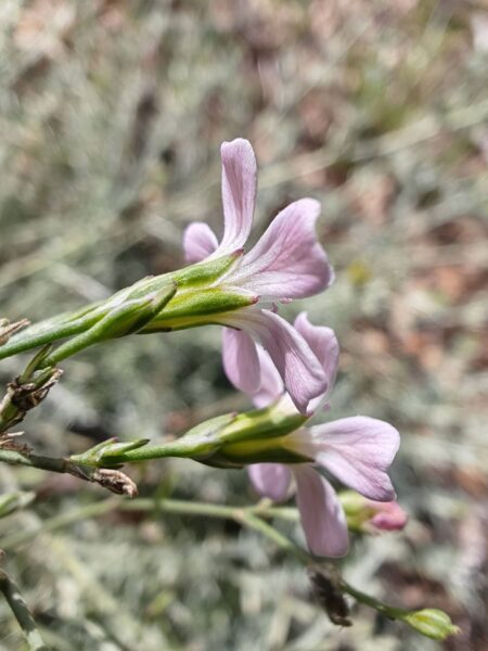 Tunique saxifrage