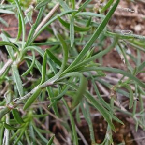 Tunique saxifrage - Feuilles