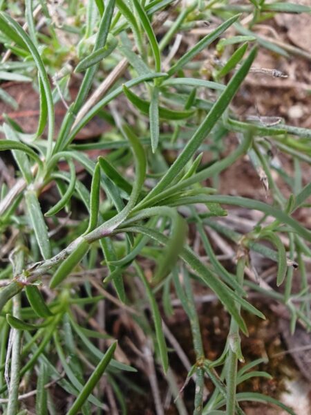 Tunique saxifrage