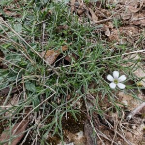 Tunique saxifrage - Touffe