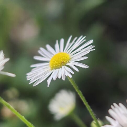 Vergette annuelle - Capitule