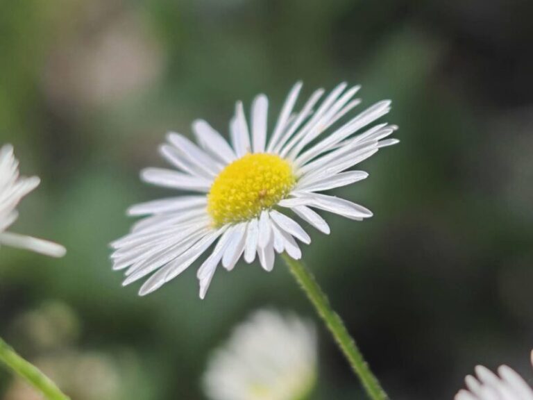 Vergerette annuelle