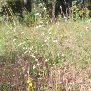 Vergette annuelle - Plante entière