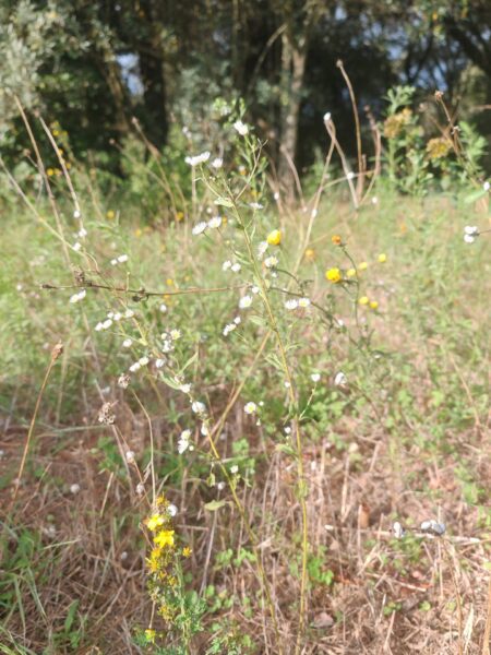 Vergerette annuelle