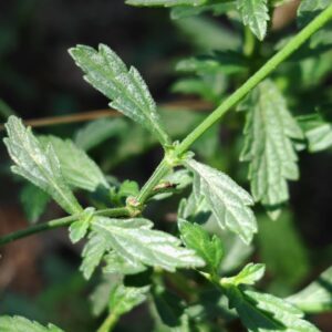 Verveine officinale - Feuilles opposées