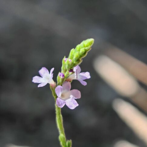 Verveine officinale - Épi floral