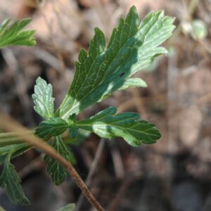 Verveine officinale - Feuille