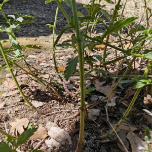 Verveine officinale - TIge