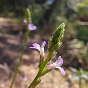 Verveine officinale - Sépales
