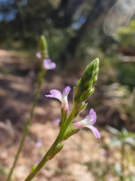 Verveine officinale