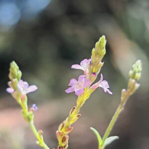 Verveine officinale - Fleurs