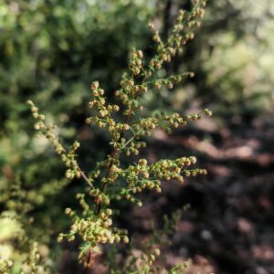 Armoise annuelle - Tige Armoise annuelle - Tige