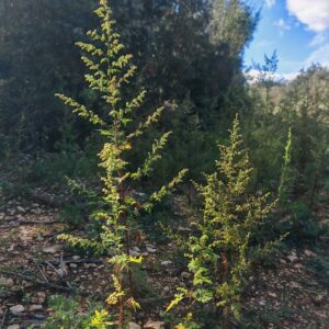 Armoise annuelle - Plantes entières Armoise annuelle - Plantes entières