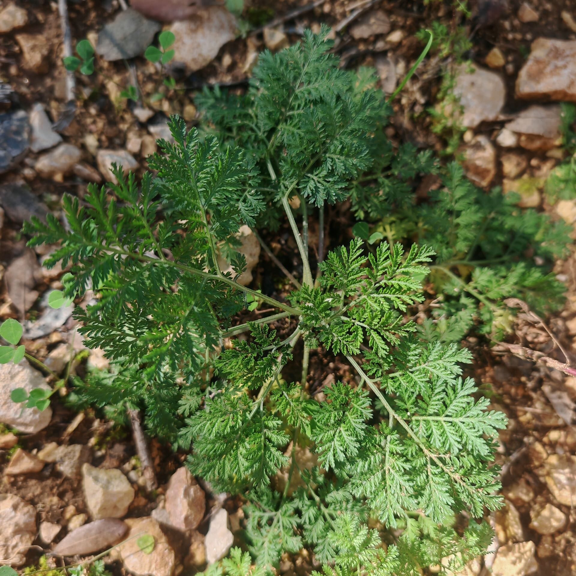 Armoise annuelle - Feuilles Armoise annuelle - Feuilles