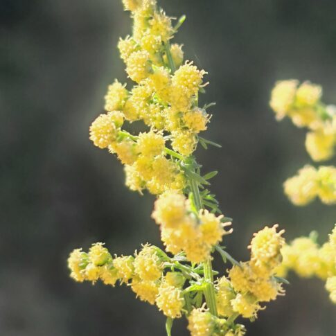 Armoise annuelle - Grappe de capitules