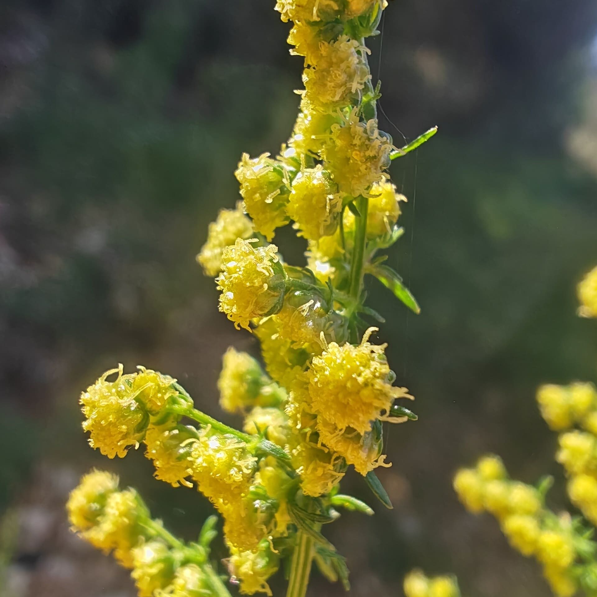 Armoise annuelle - Fleurs Armoise annuelle - Fleurs