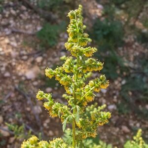 Armoise annuelle - Sommité fleurie Armoise annuelle - Sommité fleurie