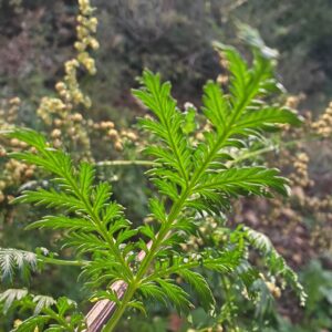 Armoise annuelle - Feuille Armoise annuelle - Feuille