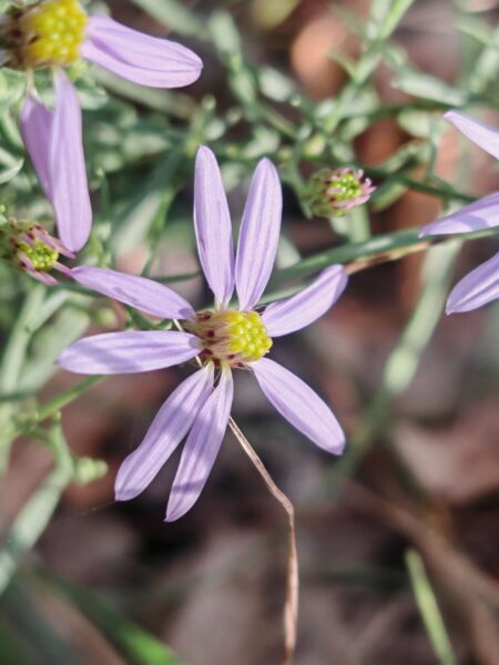 Aster à feuilles d&rsquo;orpin
