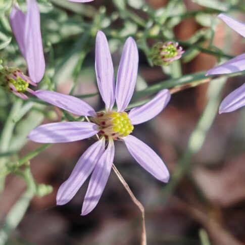 Aster à feuilles d'orpin - Fleurs