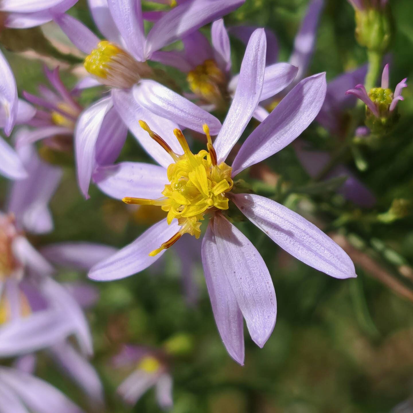 Aster à feuilles d'orpin - Capitule