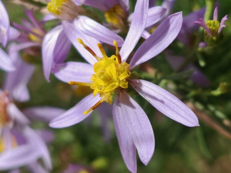 Aster à feuilles d&rsquo;orpin