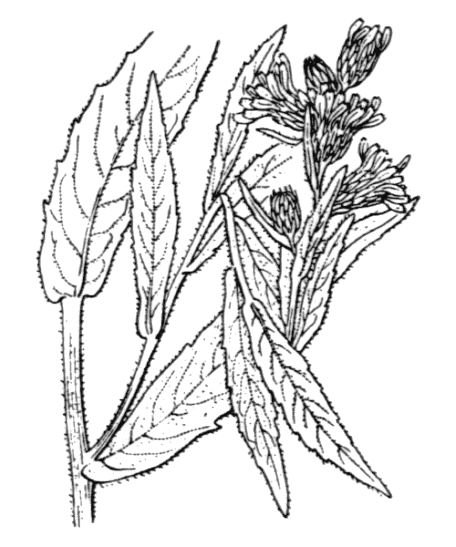 Flore de Coste - Dittrichia viscosa