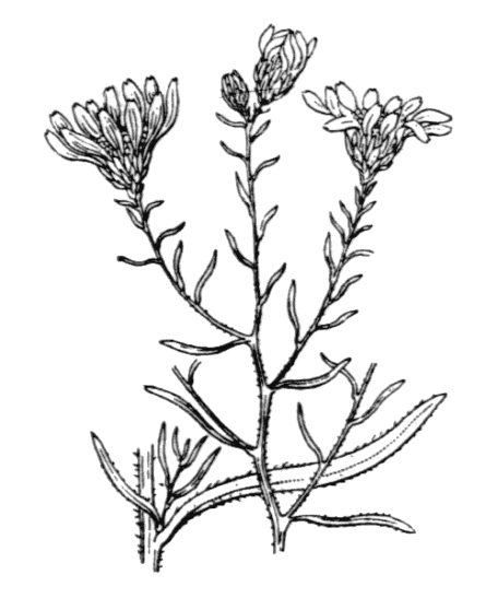 Flore de Coste - Galatella sedifolia