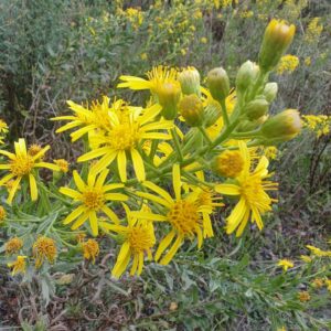 Inule visqueuse - grappe d'inflorescences