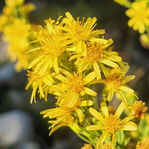 Inule visqueuse - Grappe de capitules