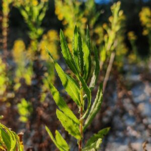 Inule visqueuse - Feuilles