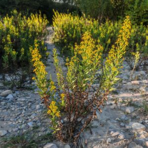 Inule visqueuse - Plante entière