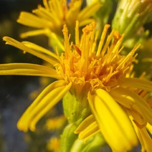 Inule visqueuse - Fleurs tubulés