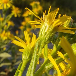 Inule visqueuse - Involucre