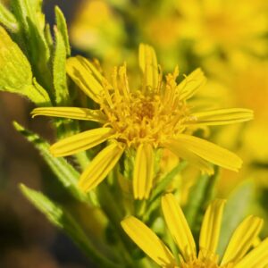 Inule visqueuse - Fleurs