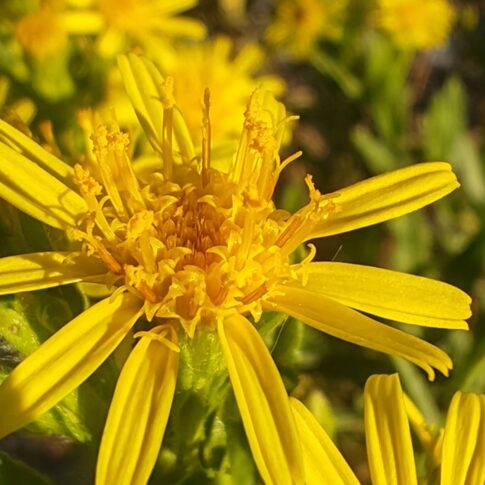 Inule visqueuse - Fleur radié